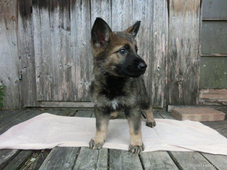 子犬画像