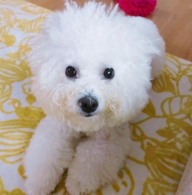 子犬画像