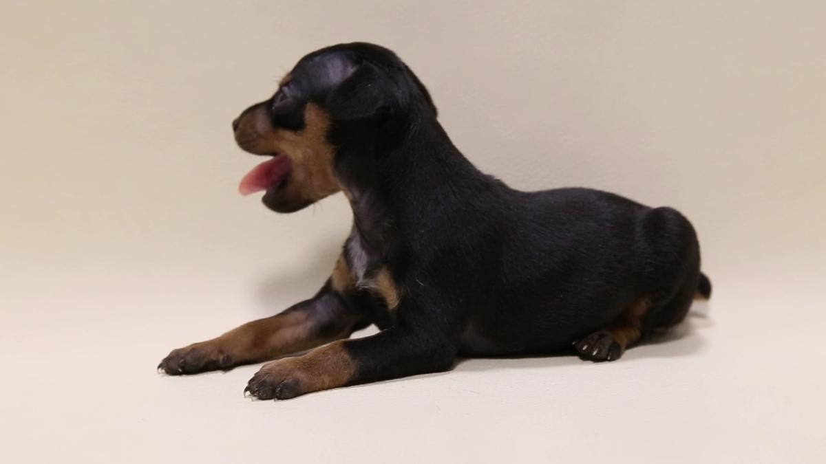 子犬画像