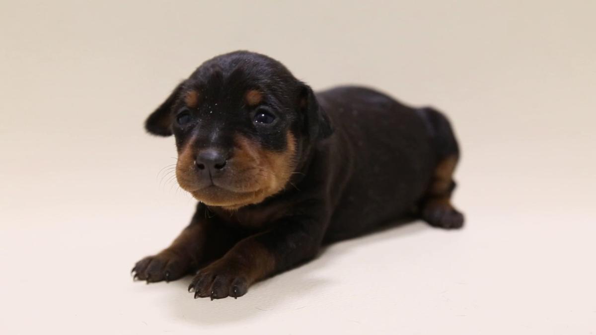 子犬画像