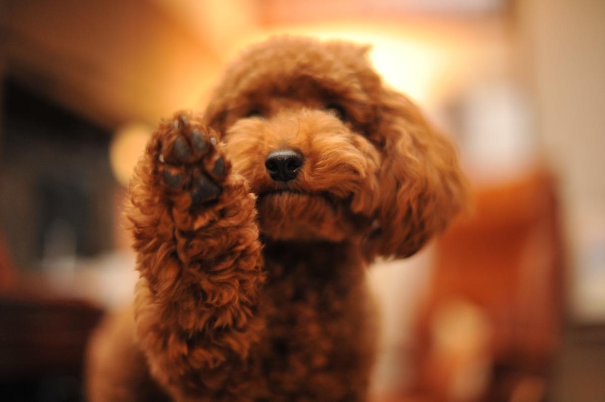 子犬画像