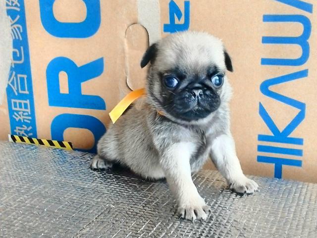 子犬画像