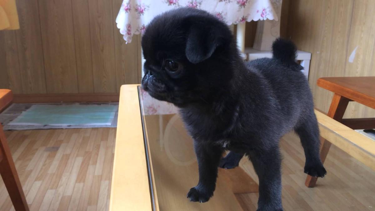 子犬画像