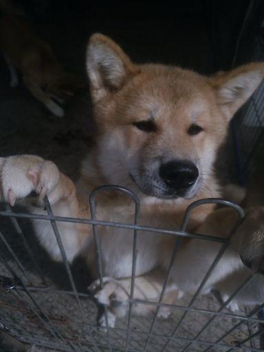 子犬画像