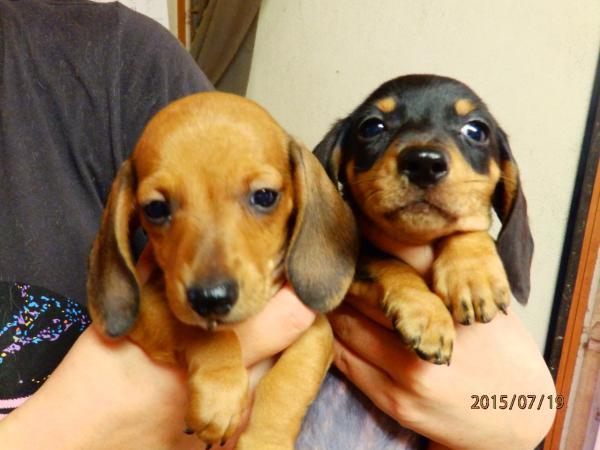 子犬画像