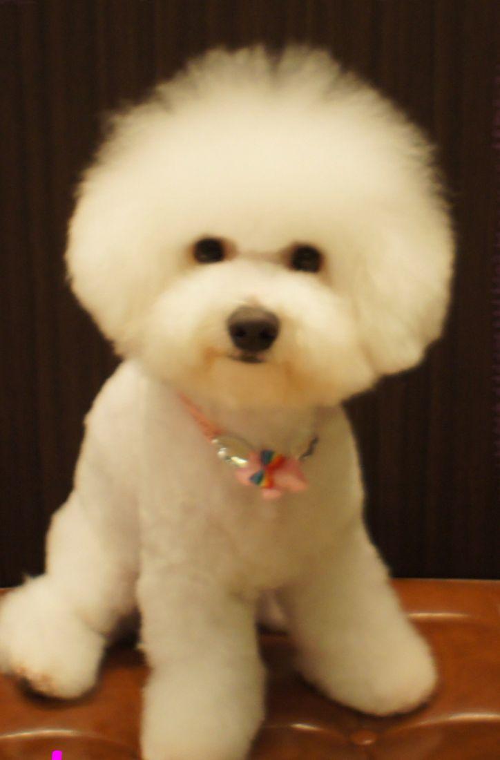 子犬画像