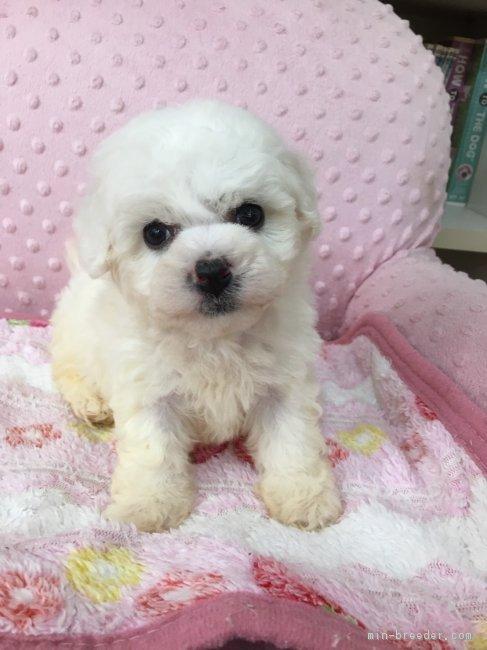 子犬画像
