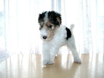 子犬画像
