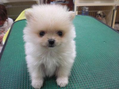 子犬画像