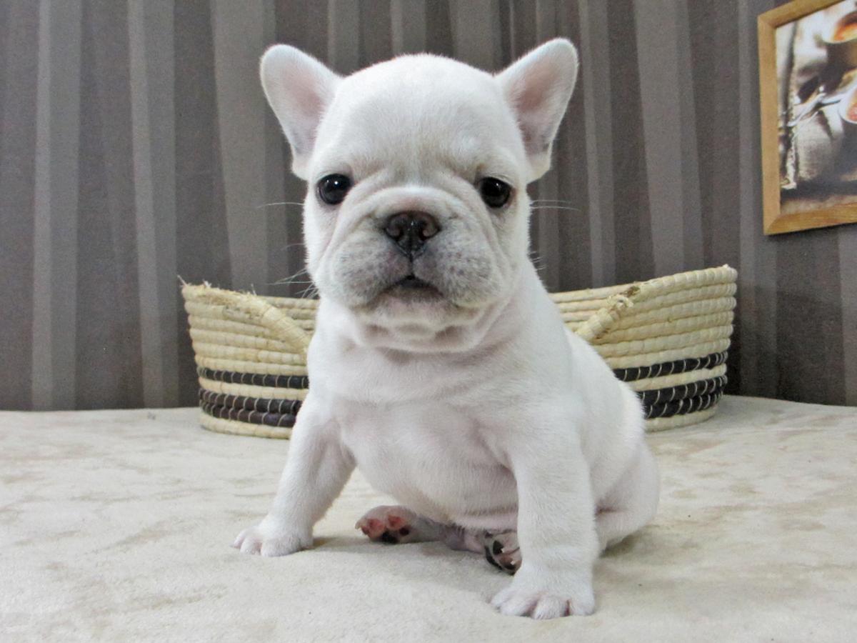 子犬画像