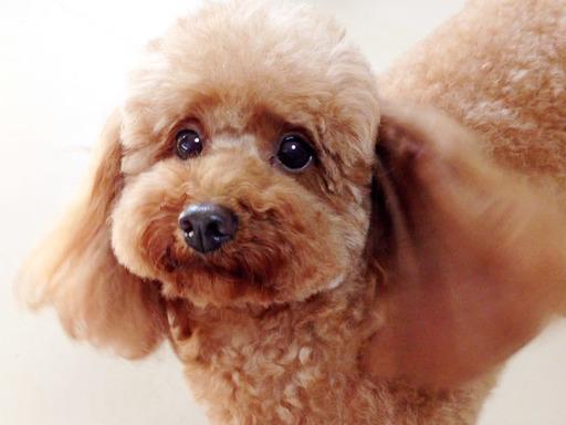 子犬画像