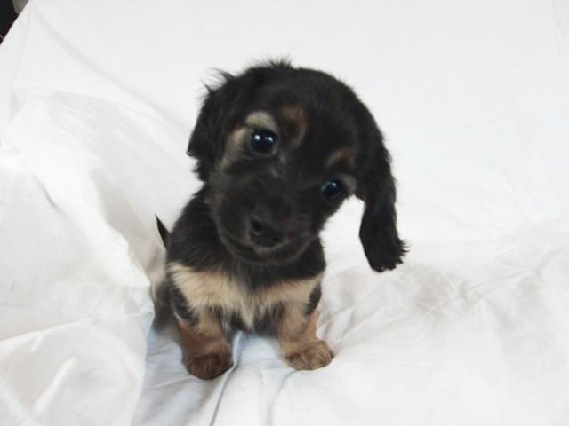 子犬画像