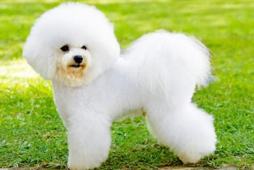 子犬画像
