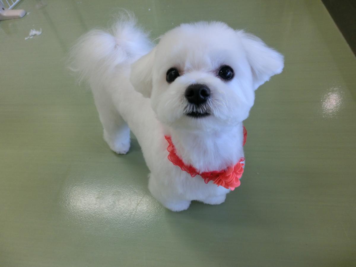 子犬画像