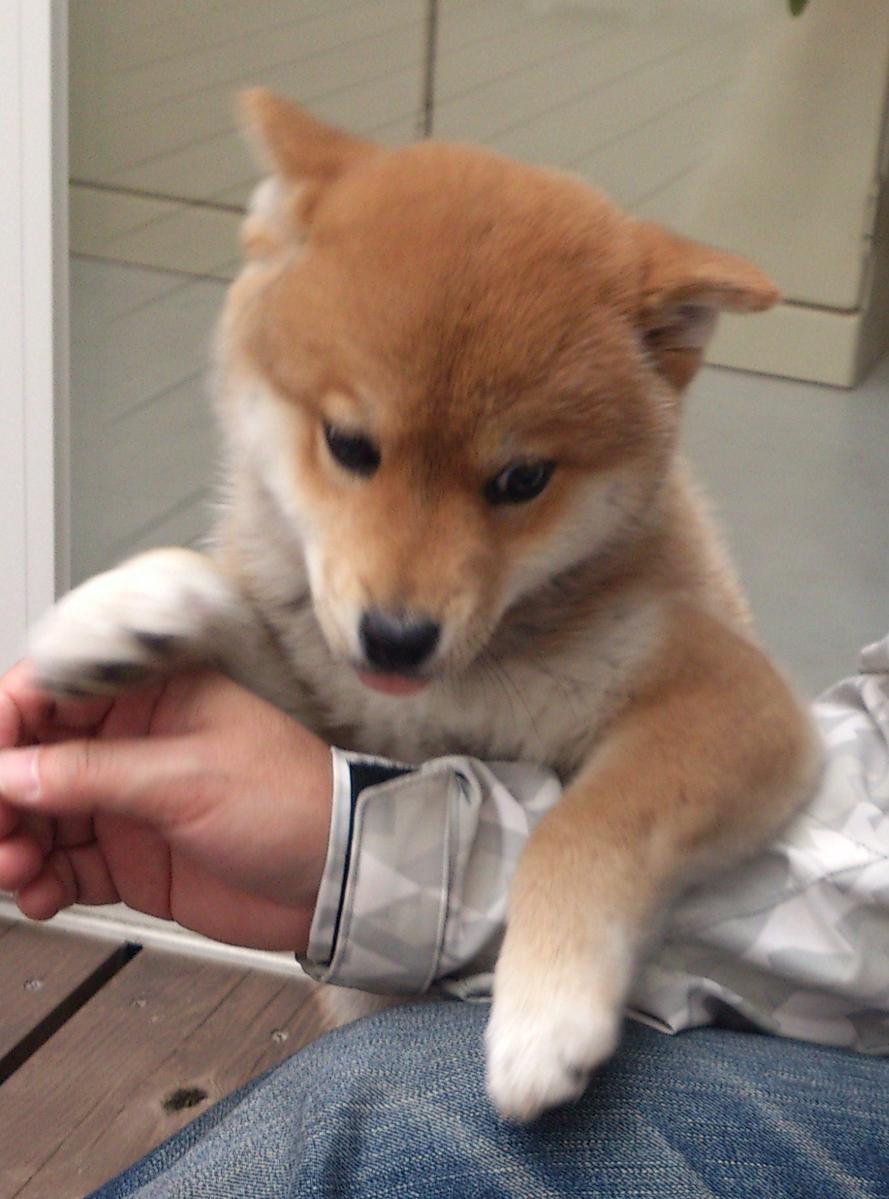 子犬画像