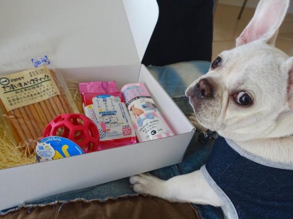 子犬画像