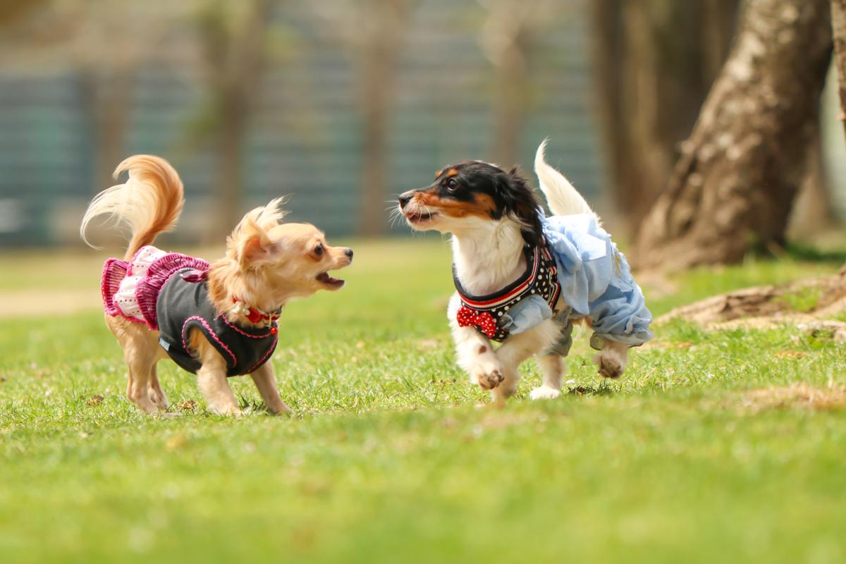 子犬画像