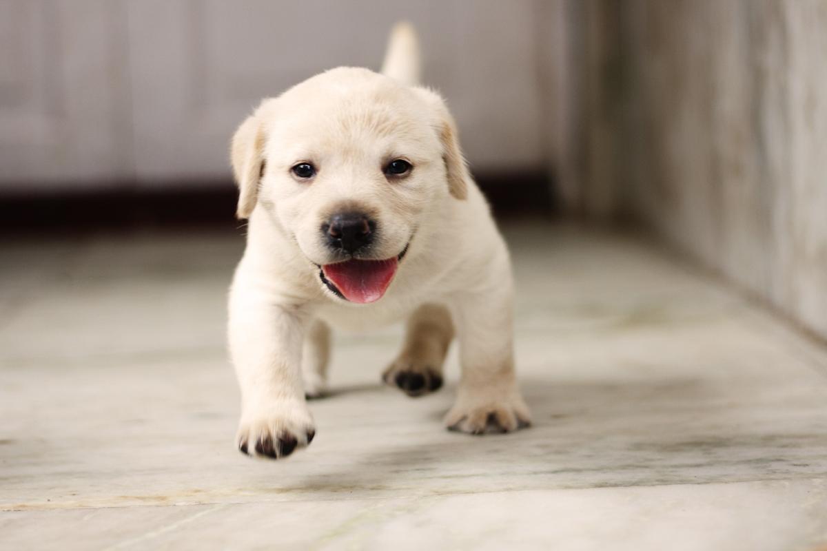 子犬画像