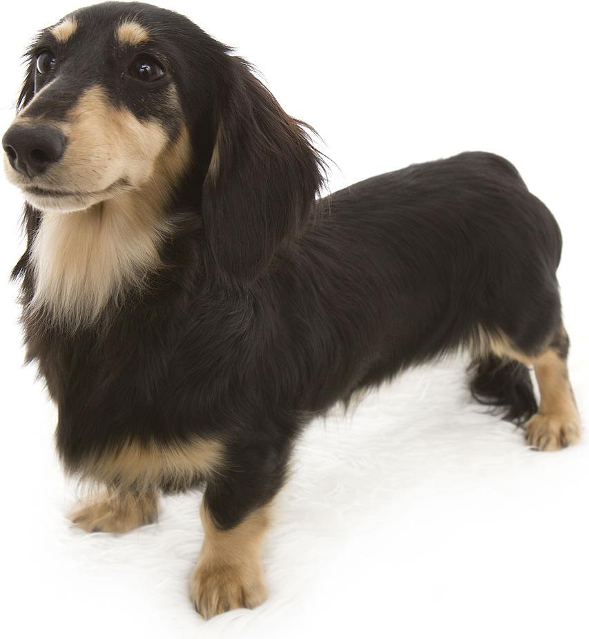 子犬画像