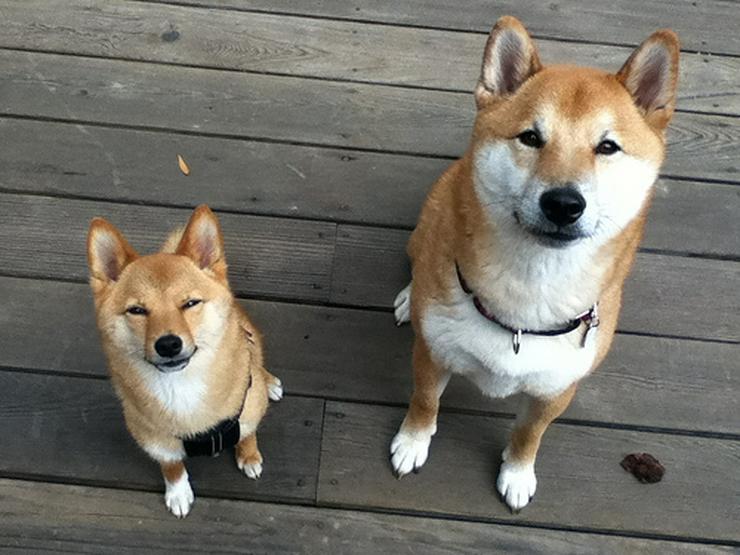 子犬画像