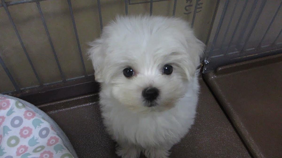 子犬画像