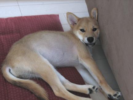 子犬画像