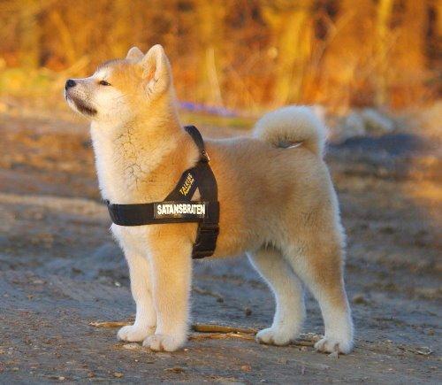 子犬画像