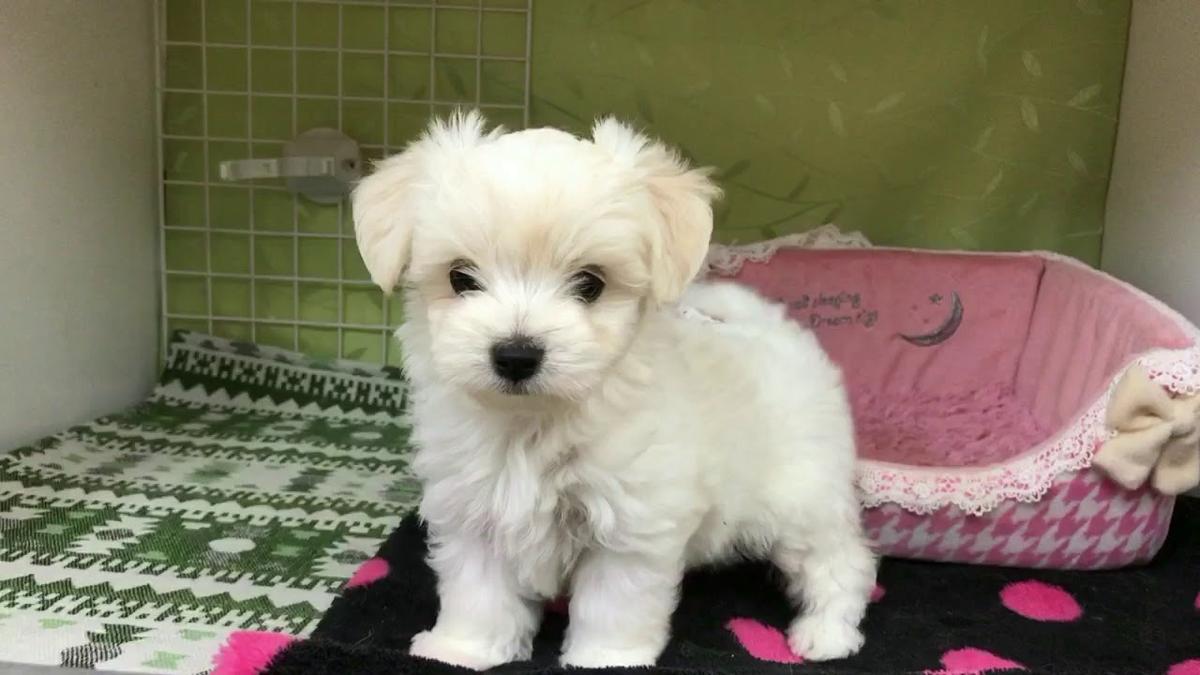 子犬画像