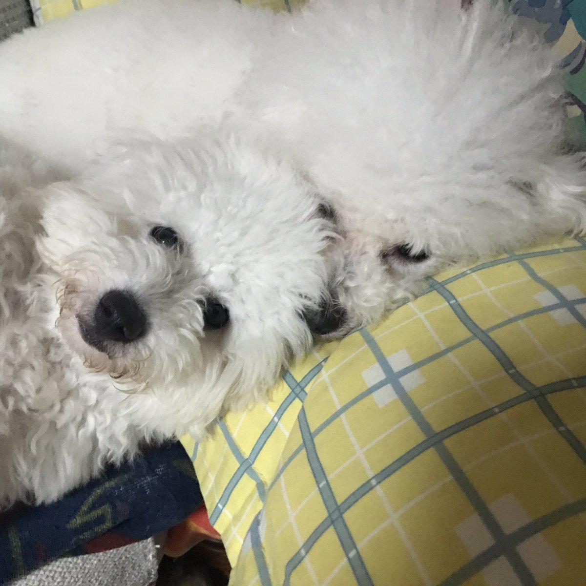 子犬画像