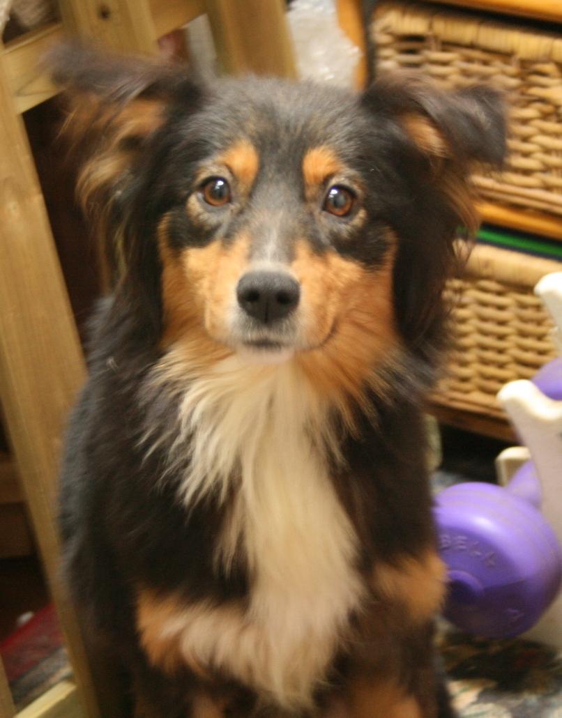 子犬画像