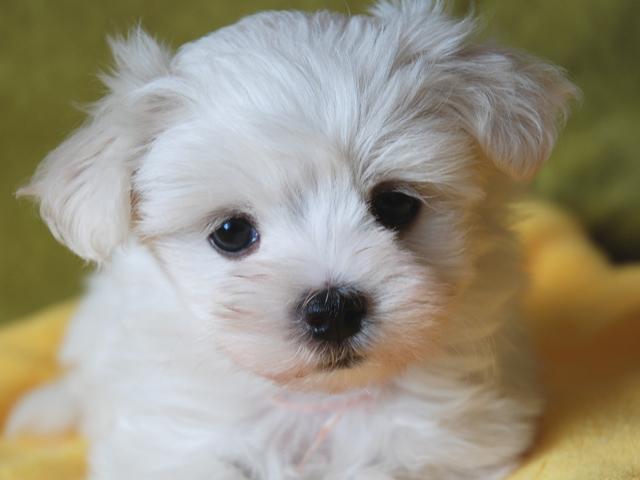 子犬画像