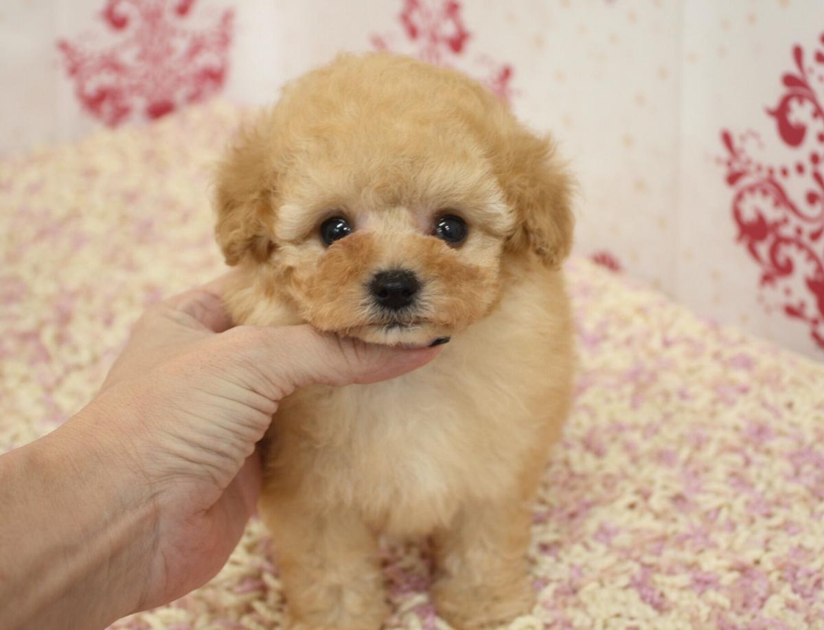子犬画像