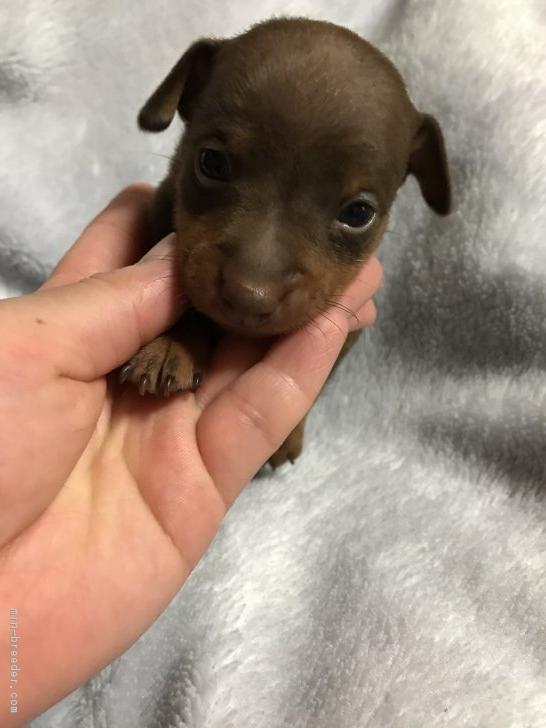 子犬画像