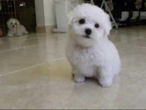 子犬画像