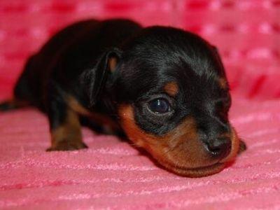 子犬画像