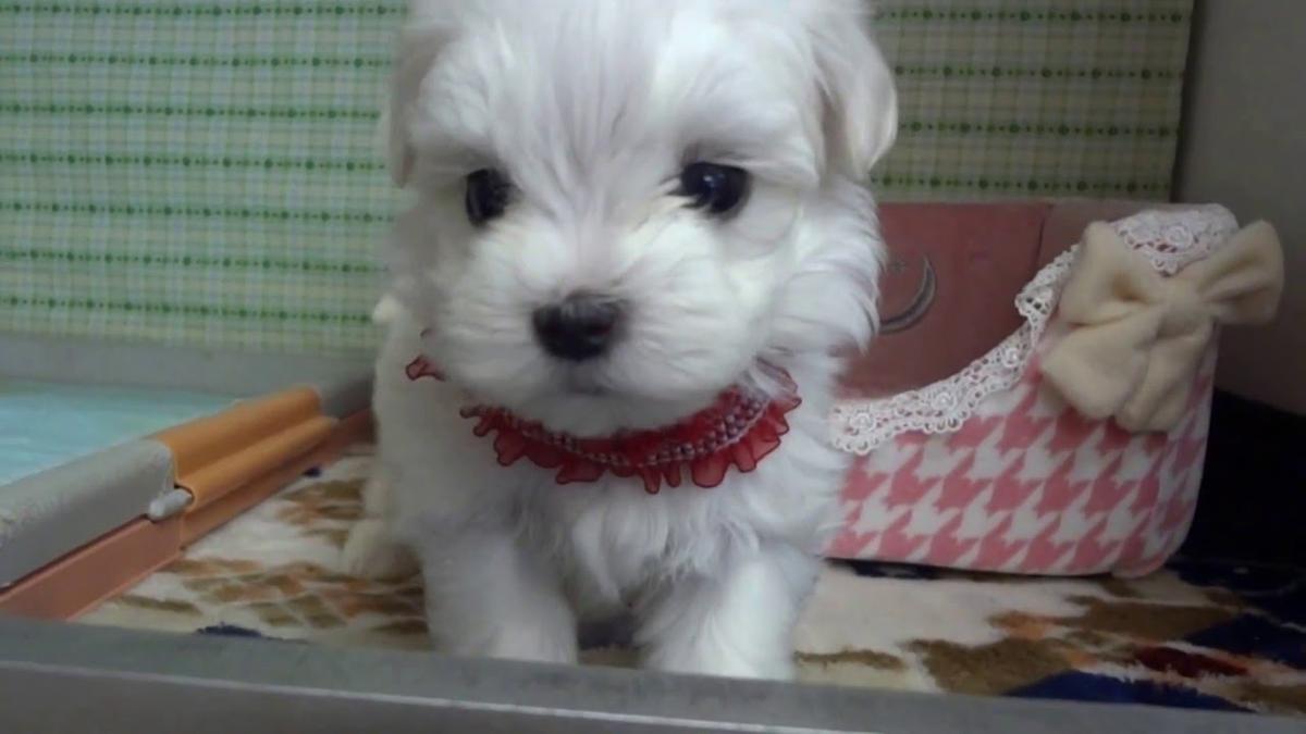 子犬画像