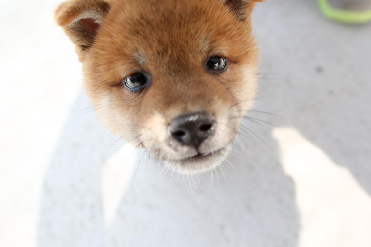 子犬画像