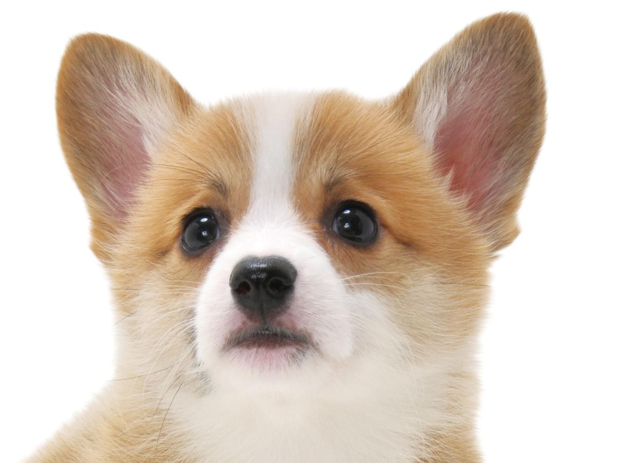 子犬画像