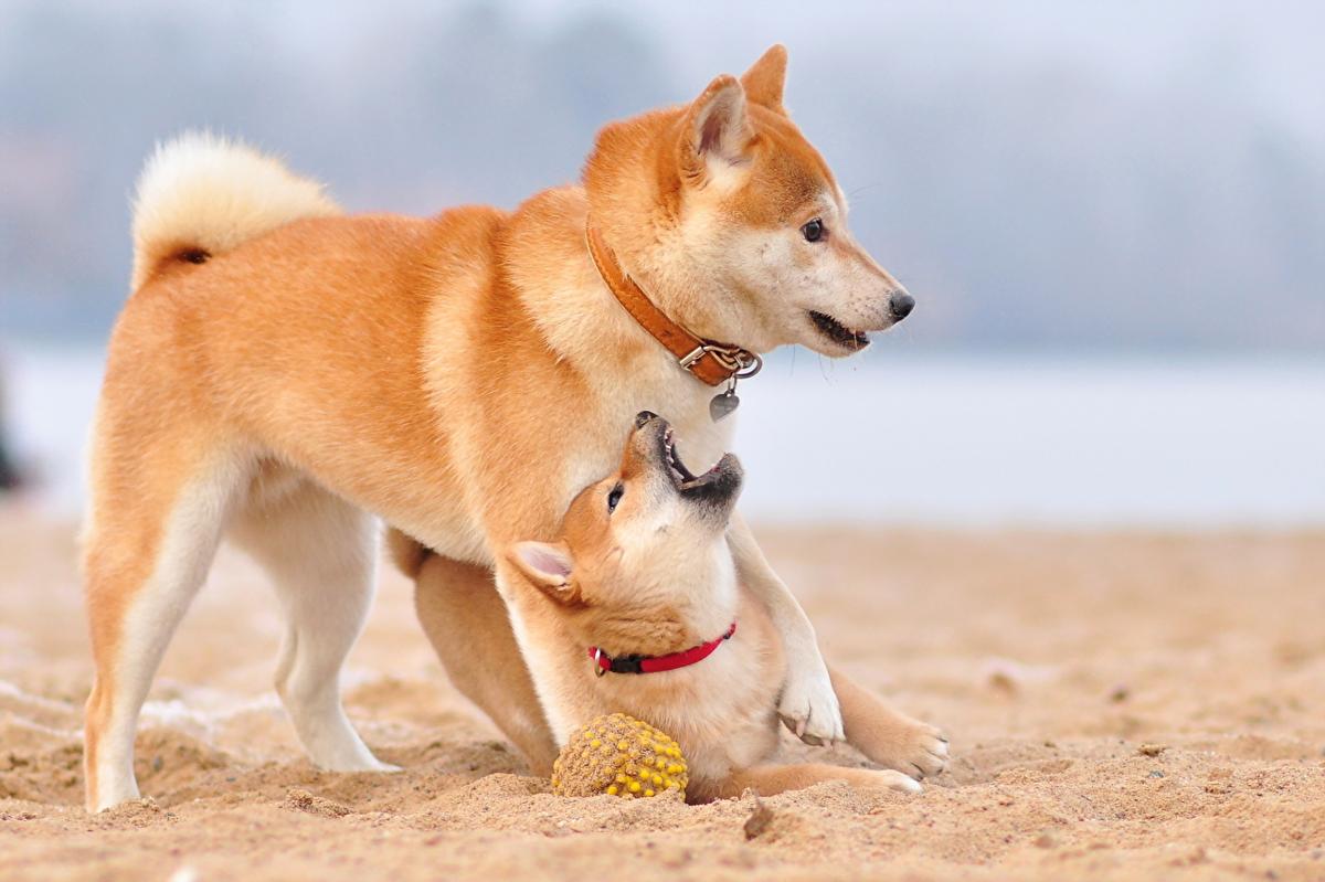 子犬画像