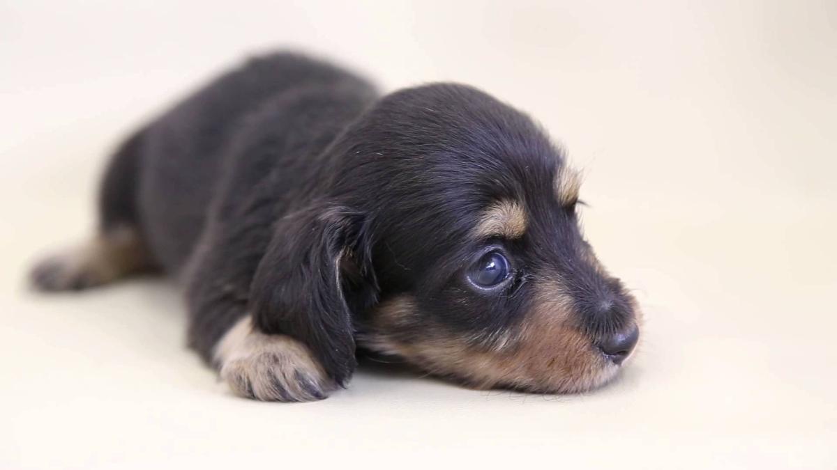 子犬画像