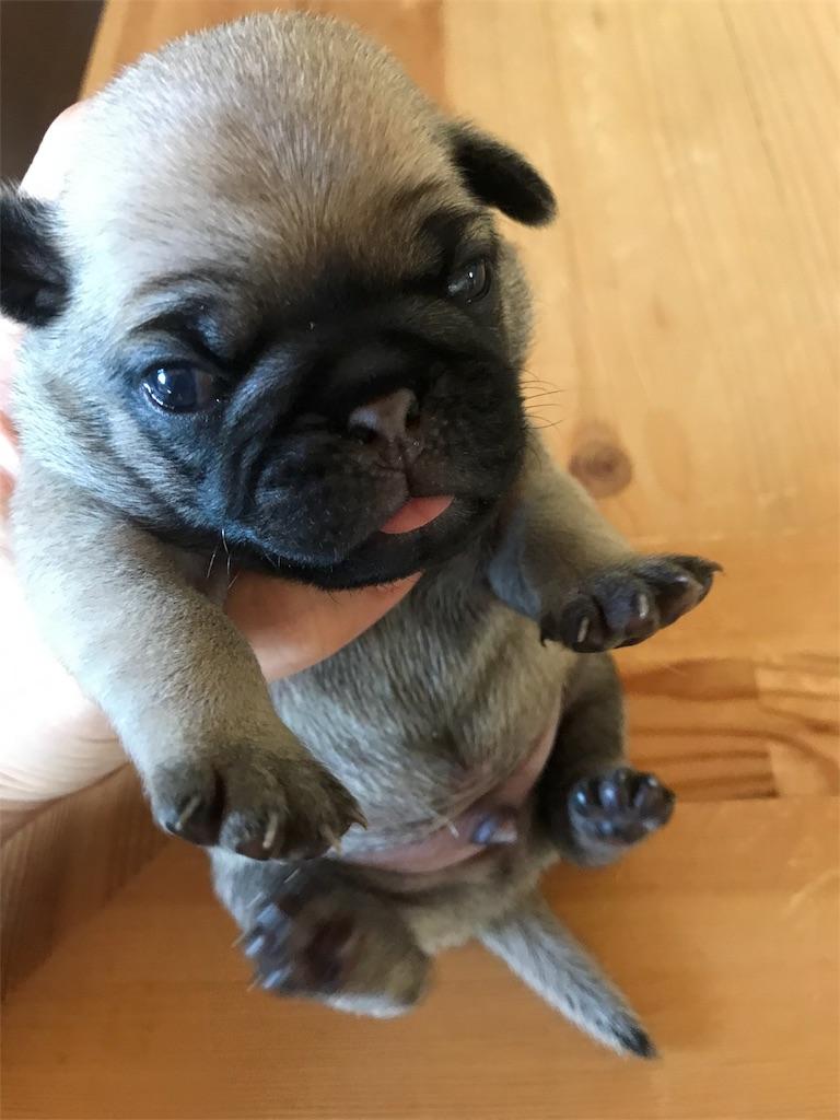 子犬画像