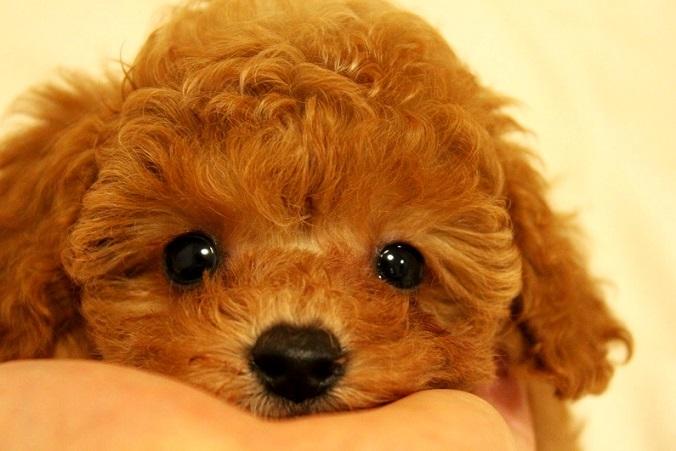 子犬画像