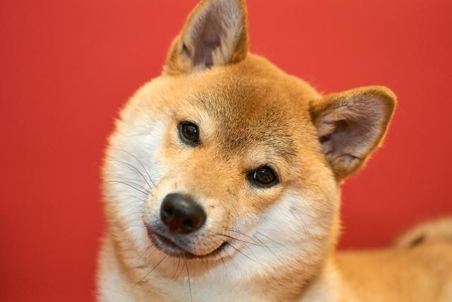 子犬画像