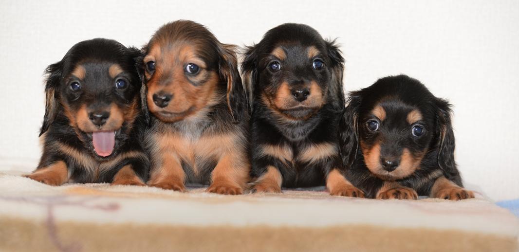 子犬画像