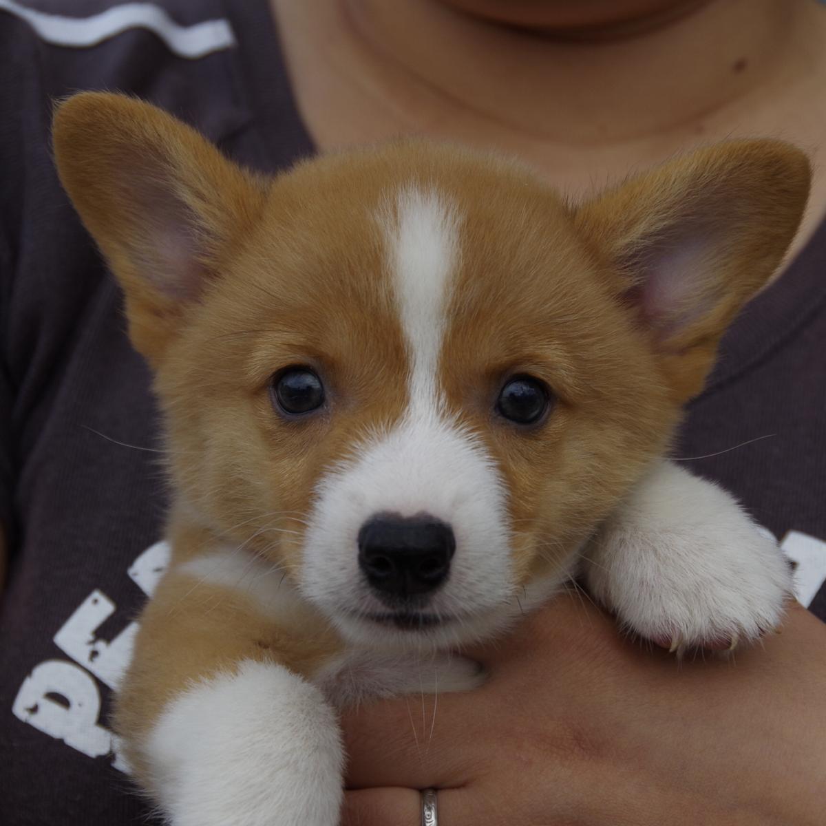 子犬画像