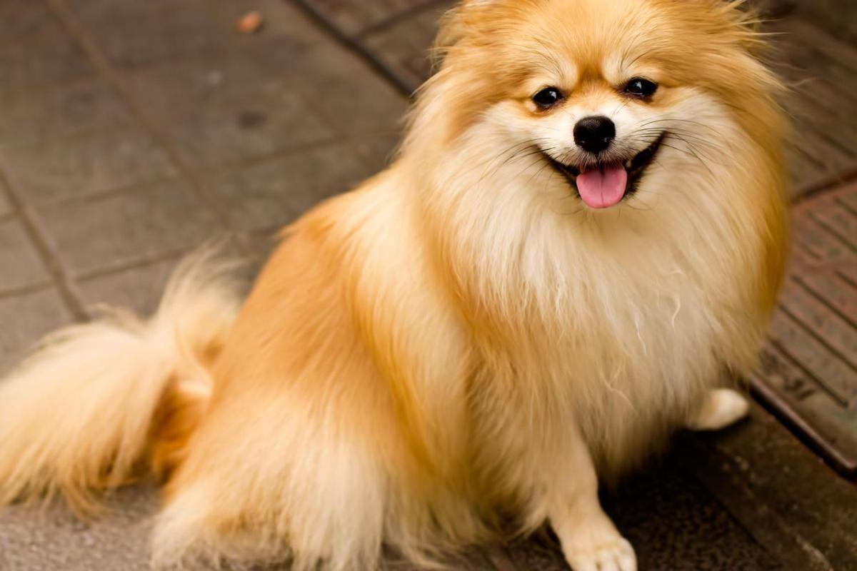 子犬画像