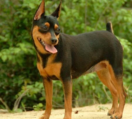子犬画像