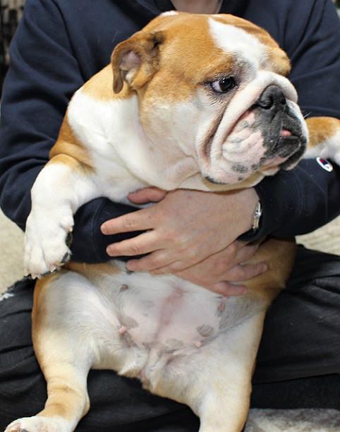 子犬画像
