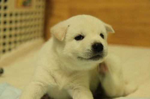 子犬画像
