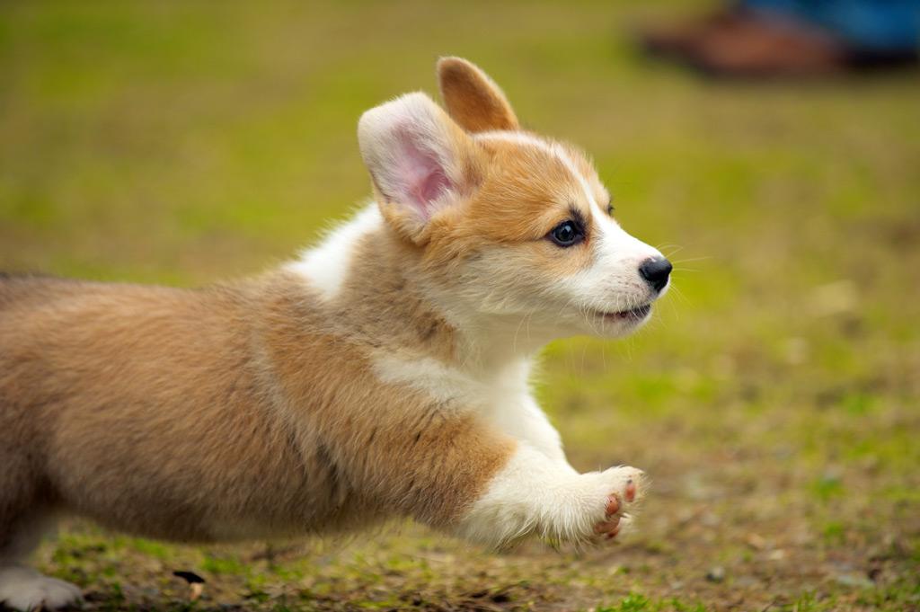 子犬画像
